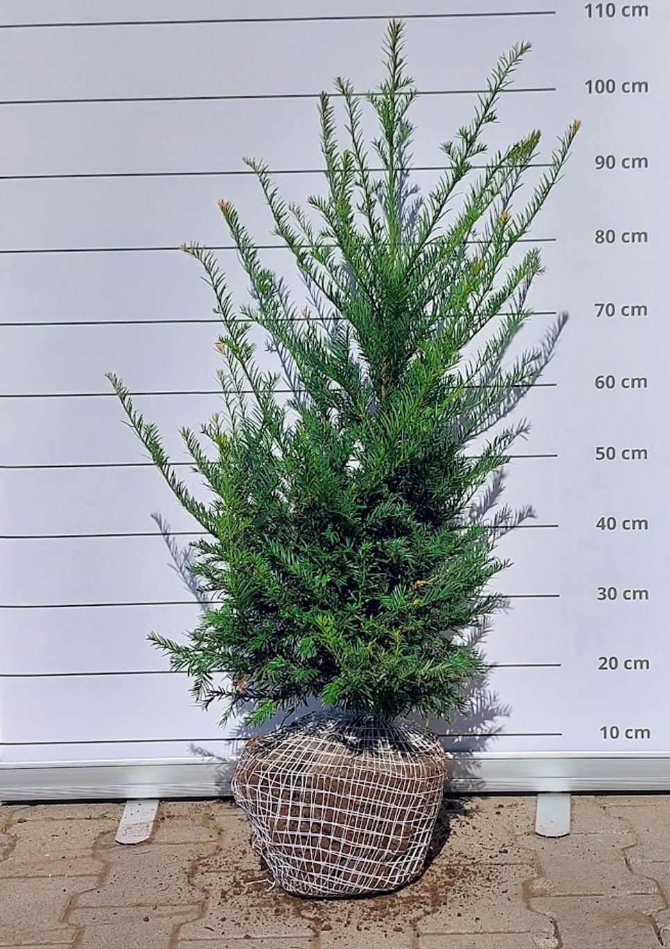 Taxus baccata - 60-80 CM RB